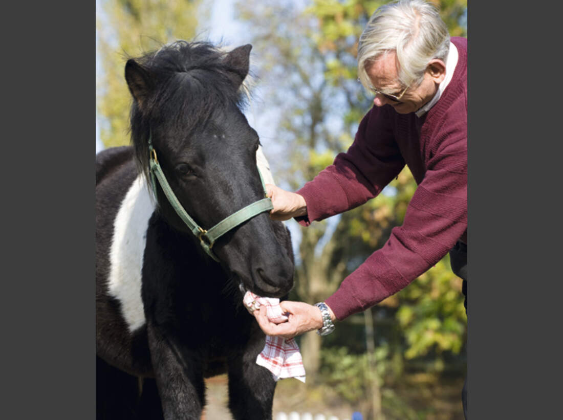 Trau Dich Reiten Mit Halsring Cavallo de