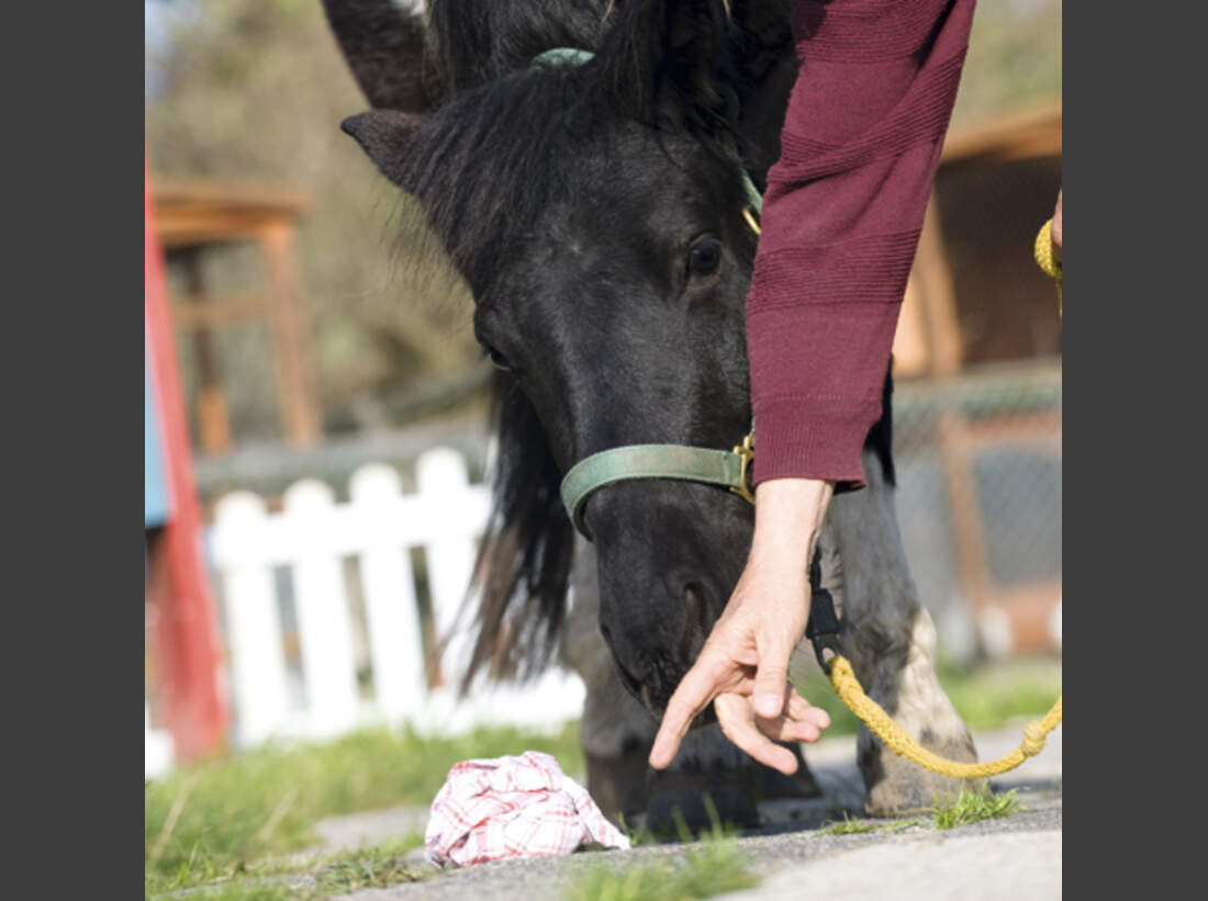 Trau Dich Reiten Mit Halsring Cavallo de