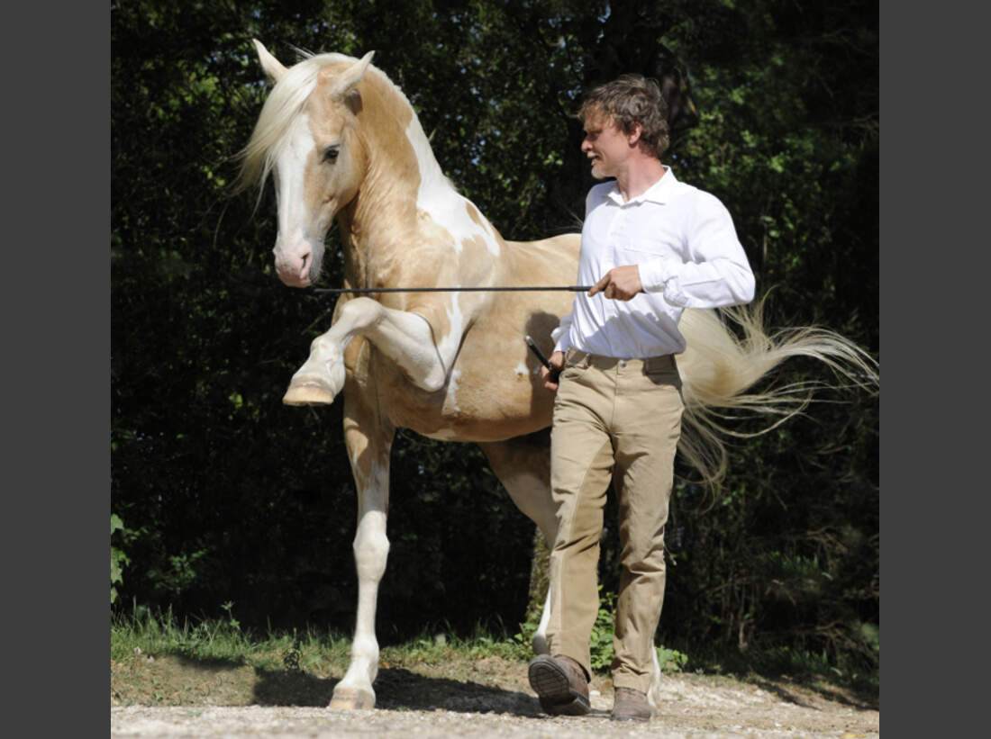 Trau Dich Reiten Mit Halsring Cavallo de