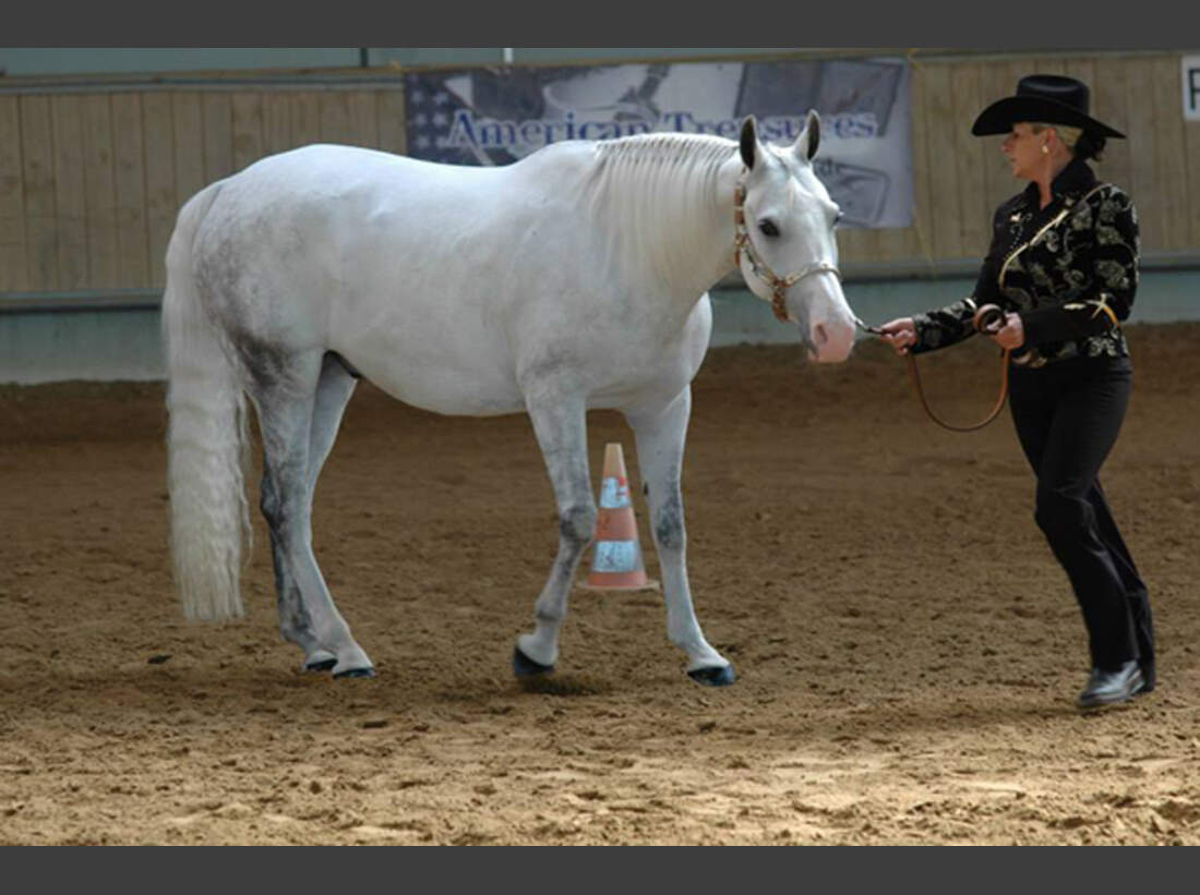 Shagya-Araber als Reitpferde - cavallo.de